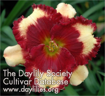 Daylily Approach to Dramatics